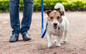 Friendly dog on leash at walkies exercises footwork with handler