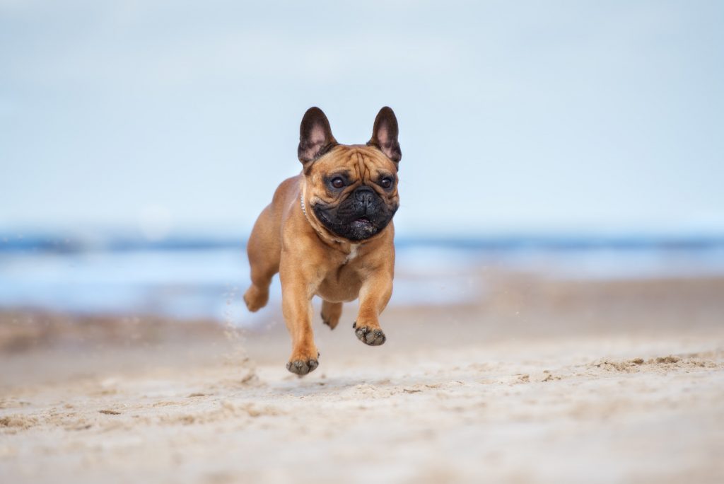 5 Great Reasons To Buy a French Bulldog