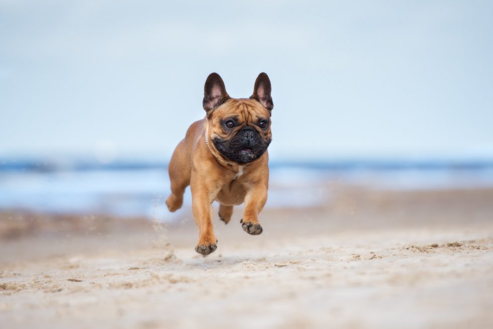 5 Great Reasons To Buy a French Bulldog Appetite For Profit