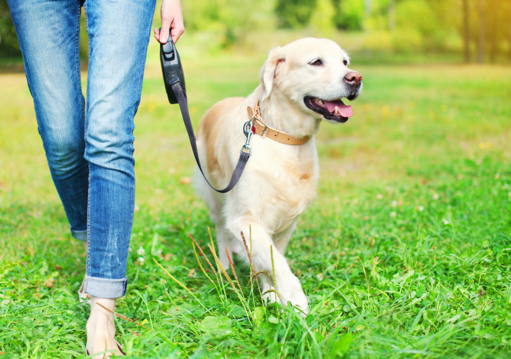 First Time Dog Owner Checklist: Everything You Need to Know