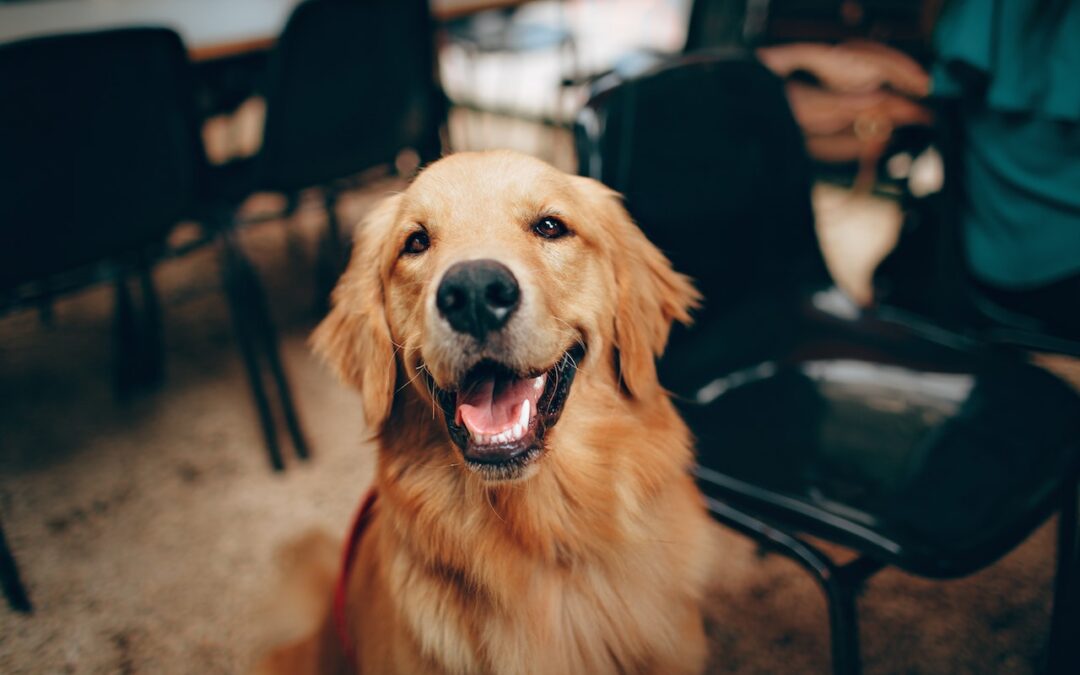5 Interesting Golden Retriever Facts You Probably Didn’t Know