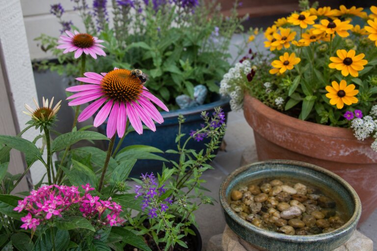 How to Choose Pollinator-Friendly Flowers for a Small Home Garden in 2026